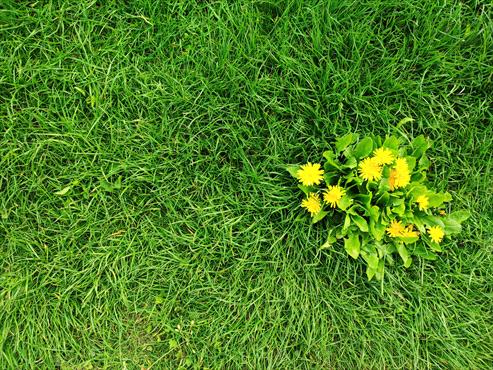 Spring Weeds in Lawn